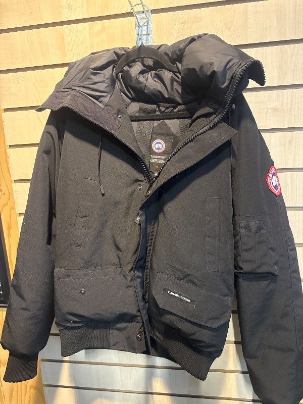 Canada goose